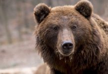 1,5 urşi pe kilometru pătrat în Brașov