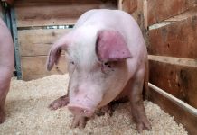 Singurul focar de pestă porcină africană din judeţ este la Făgăraş