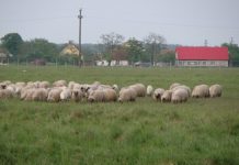 Pîtea, Şerban şi ACT Jibert, judecaţi pentru corupţie. DNA a pus sechestru pe averea inculpaţilor pentru subvenţiile agricole încasate, 22,6 milioane de lei