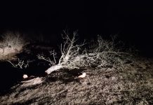 Foto. Scandal la Rucăr. Au chinuit un cal și au tăiat cel mai bătrân copac, simbol al satului. Autorii sunt, deocamdată, necunoscuți