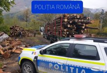 Remorcile încărcate cu lemn la control. Polițiștii au dat 100 de amenzi și au confiscat 31 mc de lemn