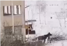 Bărbatul care și-a maltratat calul a fost sanctionat. Polițiștii s-au sesizat după ce filmul incidentului a apărut pe facebook