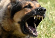 Razie la proprietarii de câini din Victoria și Cincu. Un dosar penal pentru “pregătirea exemplarelor canine în scop de lupte între câini“