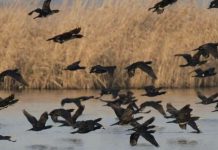 Tot mai puțini pești pe râul Olt, din cauza cormoranilor. Pescarii spun că fauna piscicolă de pe Valea Oltului s-a înjumătățit