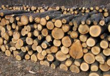 Bărbat din Recea amendat de polițiști pentru cantitatea de lemne pe care n-a avut bon