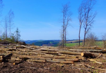 Statul invită la defrișarea unei suprafețe cât două județe