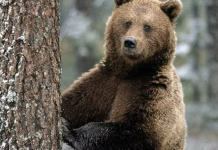 2 februarie – Ziua ursului şi Ziua marmotei, în tradiţiile populare