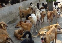 ,,Afacerea maidanezilor“, cu tentacule la Făgăraş. DMPA sau „gaşca celor 14 primării”. Dezvăluirile consilierului judeţean Lucian Rad