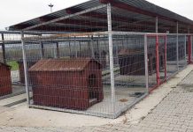 ADI ,,Ţara Făgăraşului“ va amenaja un adăpost public pentru maidanezi. Se prevăd costuri de doar 20.000 lei/an