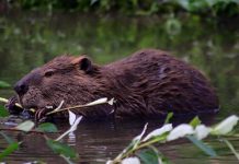 ANIF va realiza lucrări pentru limitarea pagubelor produse de castori. Sunt vizate zone din Țara Făgărașului