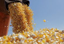 De la 1 februarie, preţul grâului a crescut cu 34% şi al porumbului cu 40%