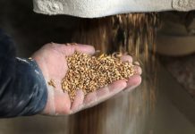 Războiul din Ucraina ar putea amplifica o criză globală a alimentelor, generată deja de pandemie și de secetele, incendiile și inundațiile din ultimii ani