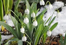 Primăvara mai întârzie. Temperaturi scăzute, ploi puține. Cum va fi vremea până în 14 aprilie