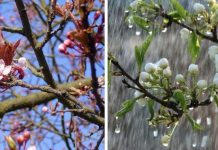 Prognoza meteo până la Florii. ANM a anunțat cum va fi vremea între 21 martie și 18 aprilie