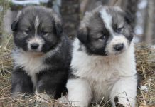 Amenzi de până la 10.000 lei pentru proprietarii de câini dacă animalele nu sunt sterilizate și microcipate