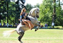 Show cu lipițanii de la Herghelia Sâmbăta de Jos sâmbătă, începând cu ora 11.00 monitorfg