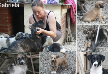 Sterilizări gratuite la câini și pisici, în Victoria. În 2 zile, Asociația Save A Life a sterilizat 136 de animale