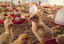 Alte scheme de ajutor pentru fermieri prin APIA