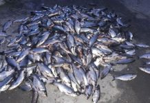 Doi făgărășeni prinși la braconaj piscicol pe Olt. Au fost confiscate 150 kg de pește. S-a folosit o cameră de termoviziune