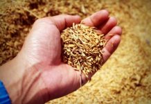 Piața cerealelor: vânzări fără precedent de grâu și porumb din România