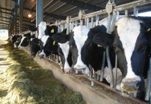 1.279.640 lei plătiți de APIA pentru sectorul creșterii animalelor