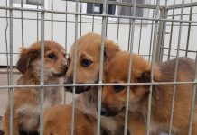 Pedepse mai aspre pentru acte de cruzime asupra animalelor. Noua legislație pedepsește și zoofilia