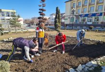 Primarul Camelia Bertea: ,,Victoria va redeveni orașul trandafirilor“. S-au plantat peste 1400 de trandafiri