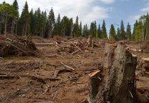 Cele mai multe tăieri ilegale , în Munții Făgărașului. Comisia Europeană: ,,Se pierd 3 hectare de pădure pe oră“