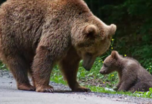 Paznicii AVPS organizează acțiuni de împingere a urșilor din perimetrul Făgărașului