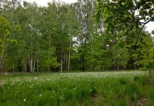 Festivalul narciselor în Dumbrava Vadului