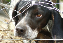 Tăierea urechilor, a cozii sau îndepărtarea chirurgicală a ghearelor unui animal, printre altele, pedepsite mai dur de joi