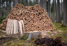 Suprafața împădurită a României a crescut cu doar 0,04% în 2021. În paralel, volumul de lemn tăiat s-a majorat cu 1,7%