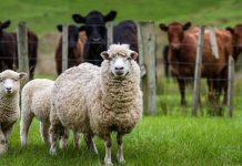 APIA Brașov a plătit subvenții în valoare de 750.000 lei pentru sectorul creșterii animalelor