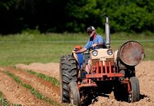 Agricultura românească: exportăm grâu și importăm aluat congelat – analiză DW