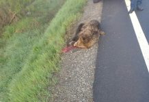 Un alt urs a fost găsit în agonie pe DN1, la Arpașu de Jos