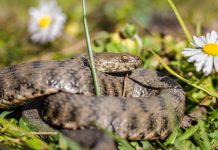 Vipere observate în zona Păltiniș. Recomandările Salvamont în caz de mușcătură: Nu se aplică garou, nu se aspiră veninul cu gura