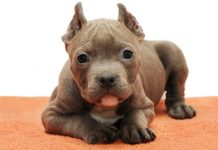 Amenzi pentru maltratarea câinilor. Un tânăr, care a tăiat urechile câinelui său, are dosar penal