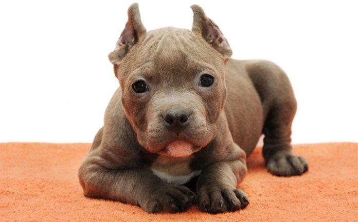 Cuparea-urechilor-la-catei