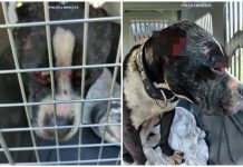 Imagini șocante de la luptele ilegale cu câini. Polițiștii îi anchetează pe făptași