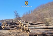Zece firme de prelucrare a lemnului au fost amendate de polițiști. Nereguli pe bandă la tăietorii de păduri