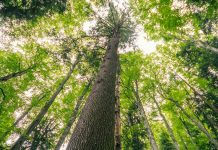 Pădurea virgină de la Șinca, inclusă în patrimoniu UNESCO, are peste 300 de ani. Cel mai înalt brad din România, 62,5 m este pe Valea Strâmbei, la Șinca