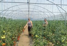 Foto și Video. Susținem producătorii locali! Legumele din serele Iacob de la Șercaia, cele mai căutate în piața din Făgăraș. Soții Iacob au demonstrat că se poate face legumicultură cu succes și în Țara Făgărașului