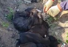 Cruzime asupra 4 cățelușe și 12 pui. Se caută ,,călăii de animale“