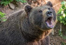 De sâmbătă, apar noi reguli la intervențiile pentru combaterea atacurilor urșilor bruni