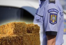 La Jibert se fură până și baloții de fân de pe camp. Doi tineri au fot reținuți