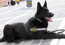 IJP Brașov are 5 câini detectiv. Ce obligații au stăpânii de câini