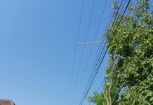 Primim de la cititori. Nucul din Cincșor și ,,Dorel“ de la Electrica