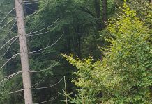 Bărbat atacat de urs la Moeciu. Victima a fost transportată la spital în stare gravă