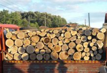 Doi bărbați, unul din Perșani și altul din Rupea, amendați și cu lemnul confiscat