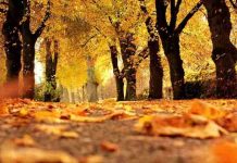 Echinicțiu de toamnă. După 23 septembrie, ziua începe să scadă, iar noaptea crește